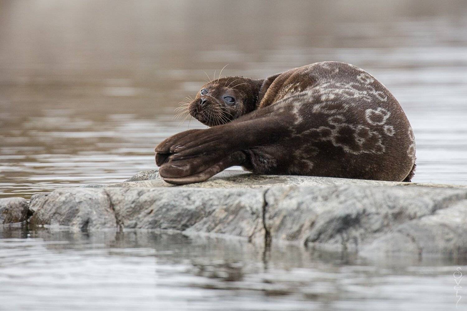 ладожская кольчатая нерпа, Байбекова Светлана