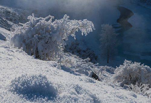 Снежный крокодил