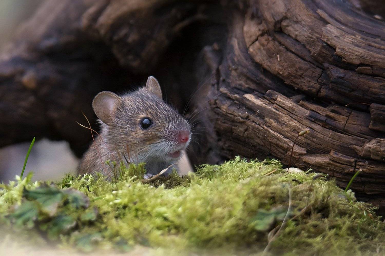 , Валерий Субачев