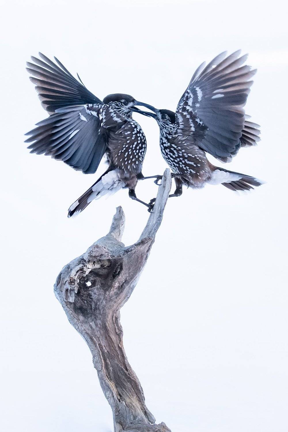 , Мартин Попов