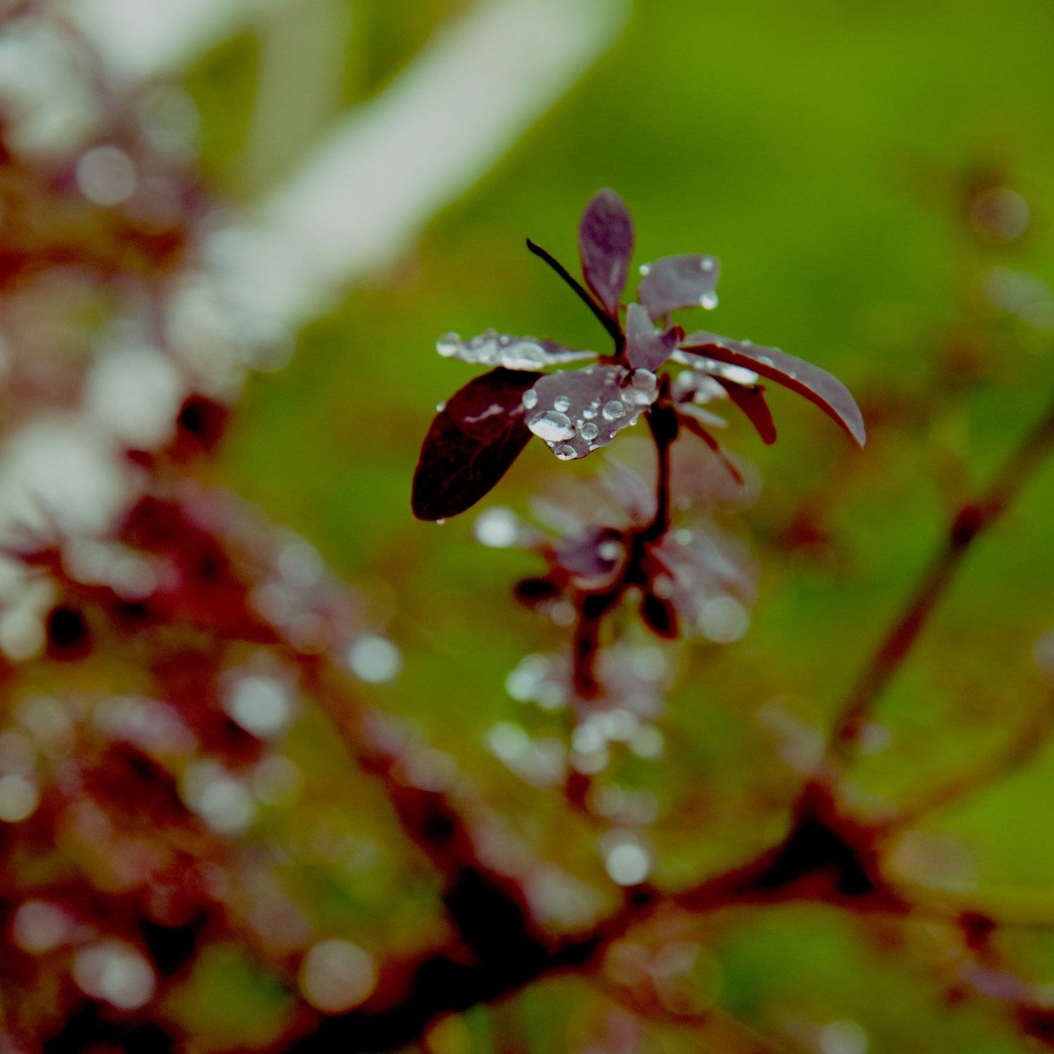 , Евгений Юрьевич Толкачев