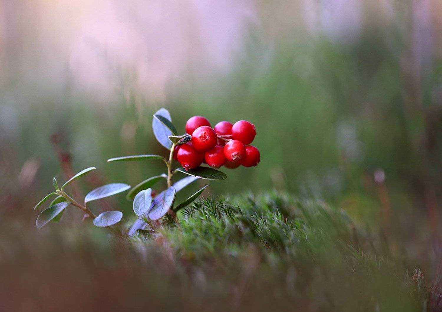 лес,болото,мох,ягода,брусника., Viktor Schneider