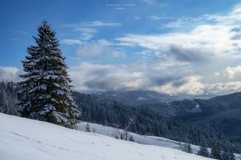 #landscape, #nature, #scenery, #forest, #wood, #autumn, #mist, #misty, #fog, #foggy, #river, #waterfall, #longexposure, #mountain, #vitosha, #bulgari, #aтуман, #лес, #oсень *** фото превью