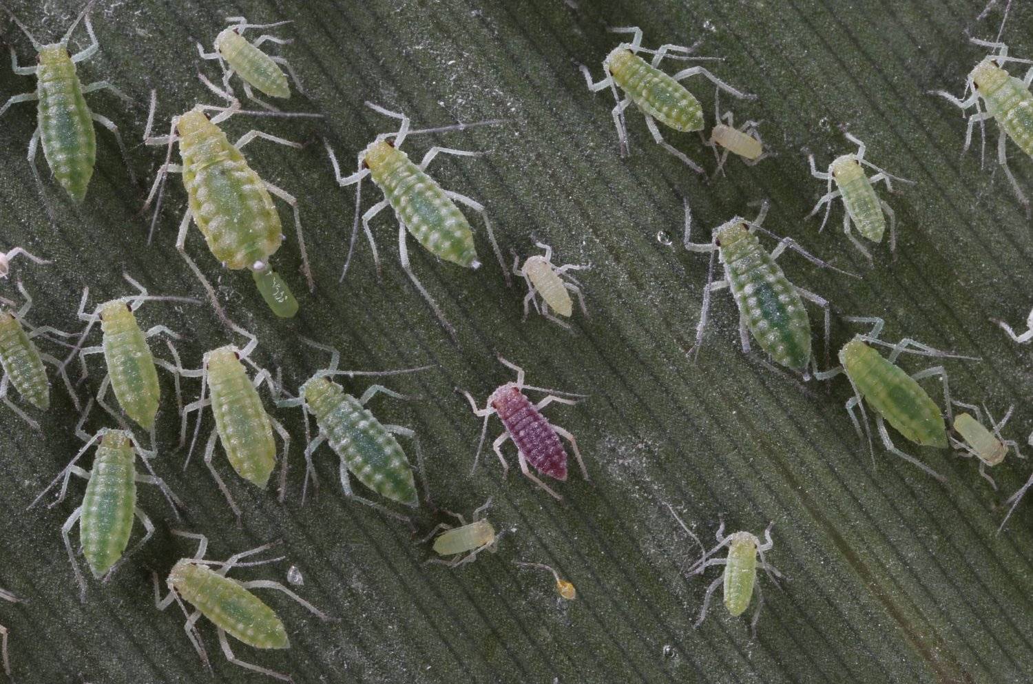 тля, Александр Зорин