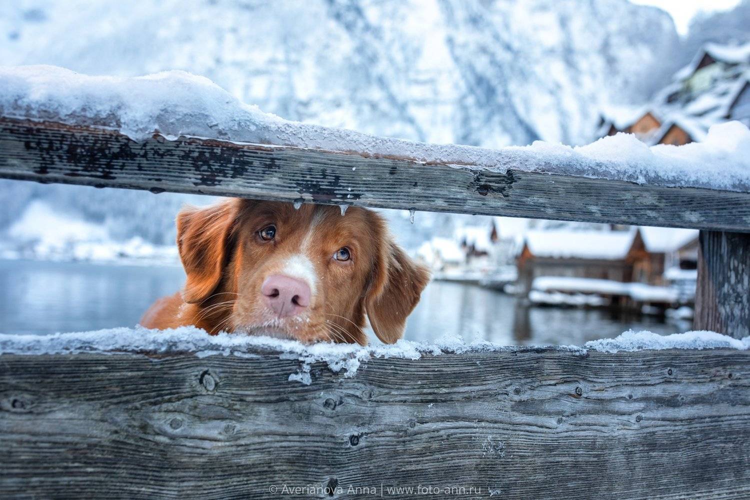 собака, милое, природа, Анна Аверьянова