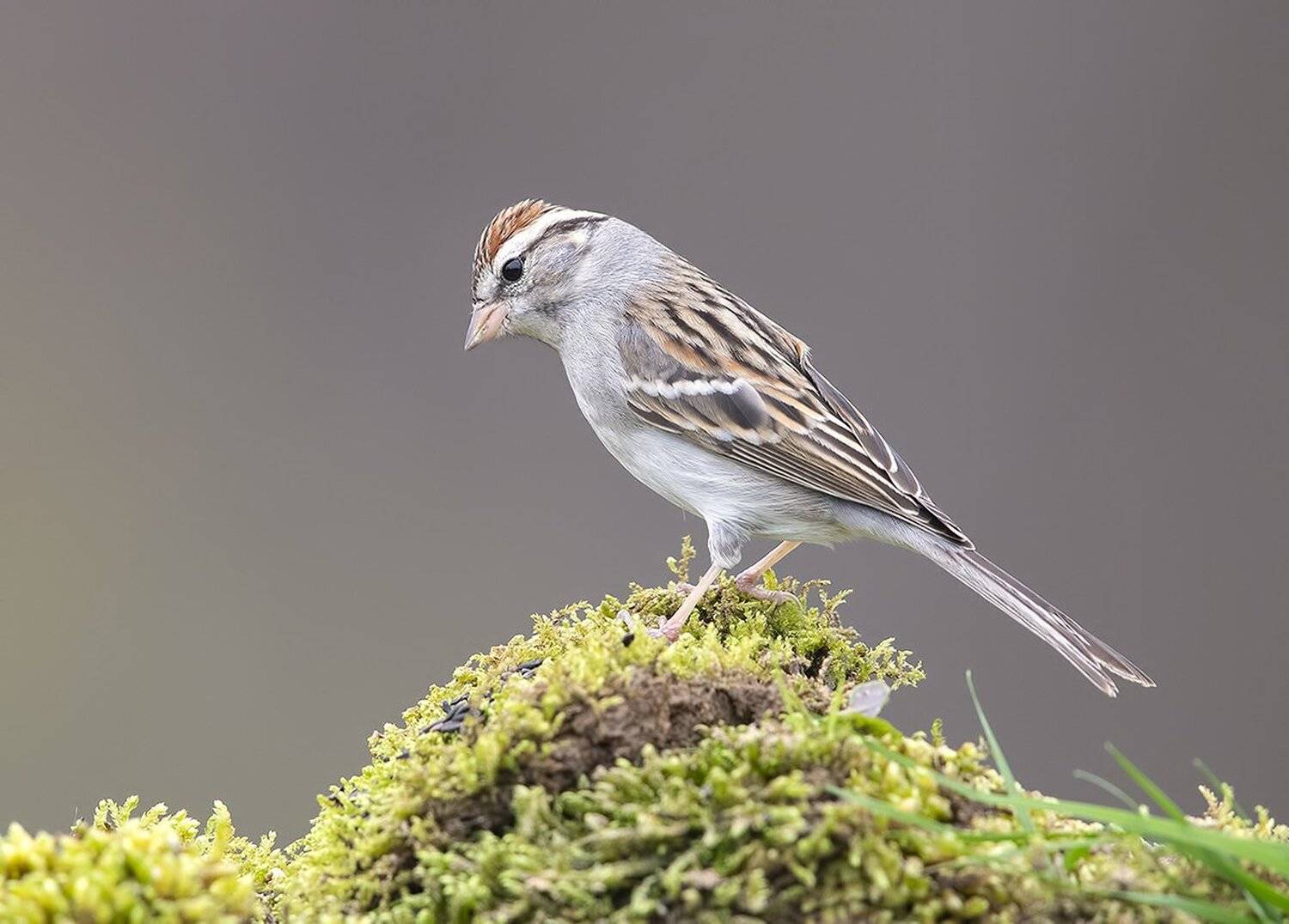 обыкновенная воробьиная овсянка, chipping sparrow, sparrow, овсянка, Elizabeth Etkind
