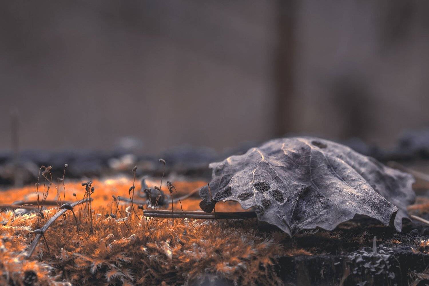 Природа, лес, растения, мох, лишайники, макропейзаж, макро, опавший лист,, Александр Кожухов