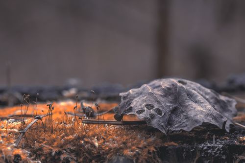 Макропейзаж