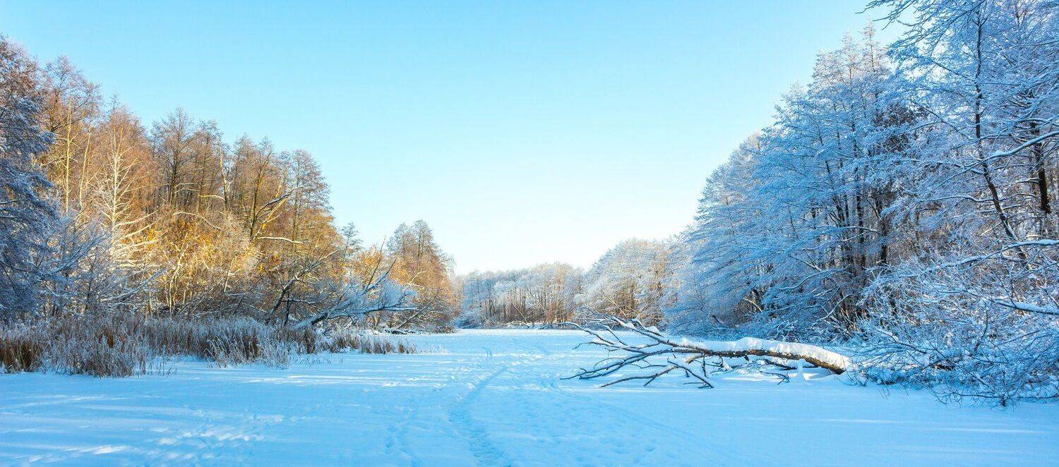 усмань, снег, ольха, мороз, лыжня, лес, иней, зима, Руслан Востриков