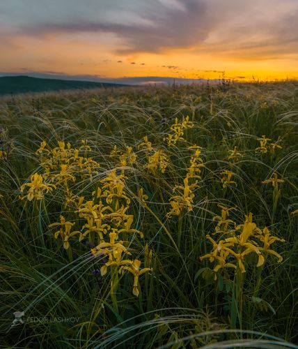 Дикие ирисы в степи