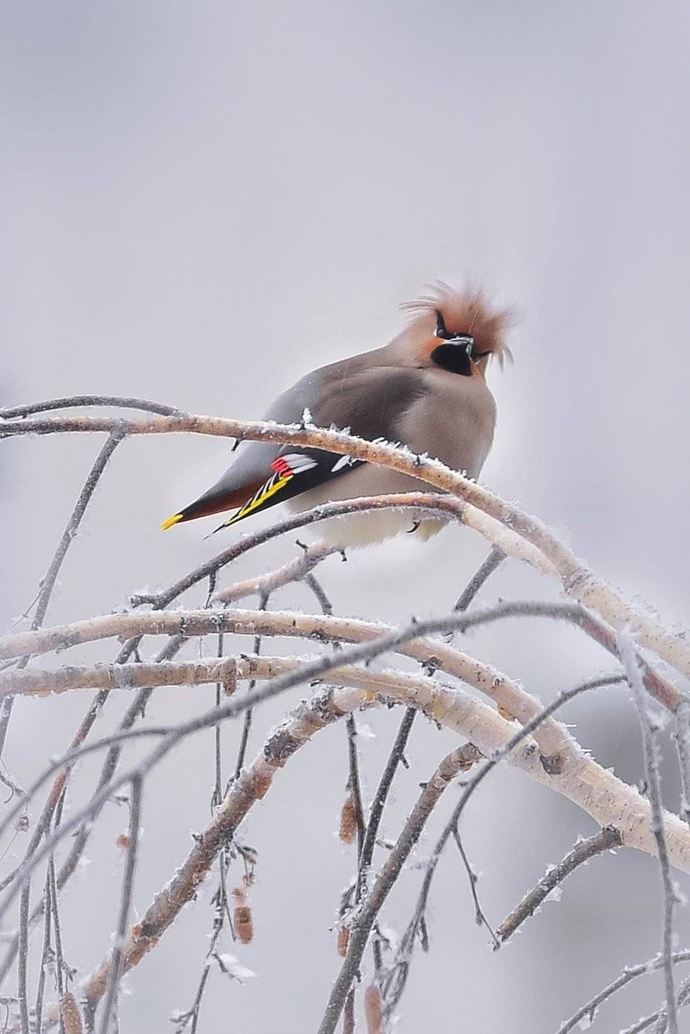 , Воинкова Ирина