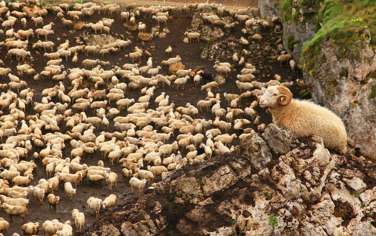 горы,стойло,овцы,баран., Marat Magov