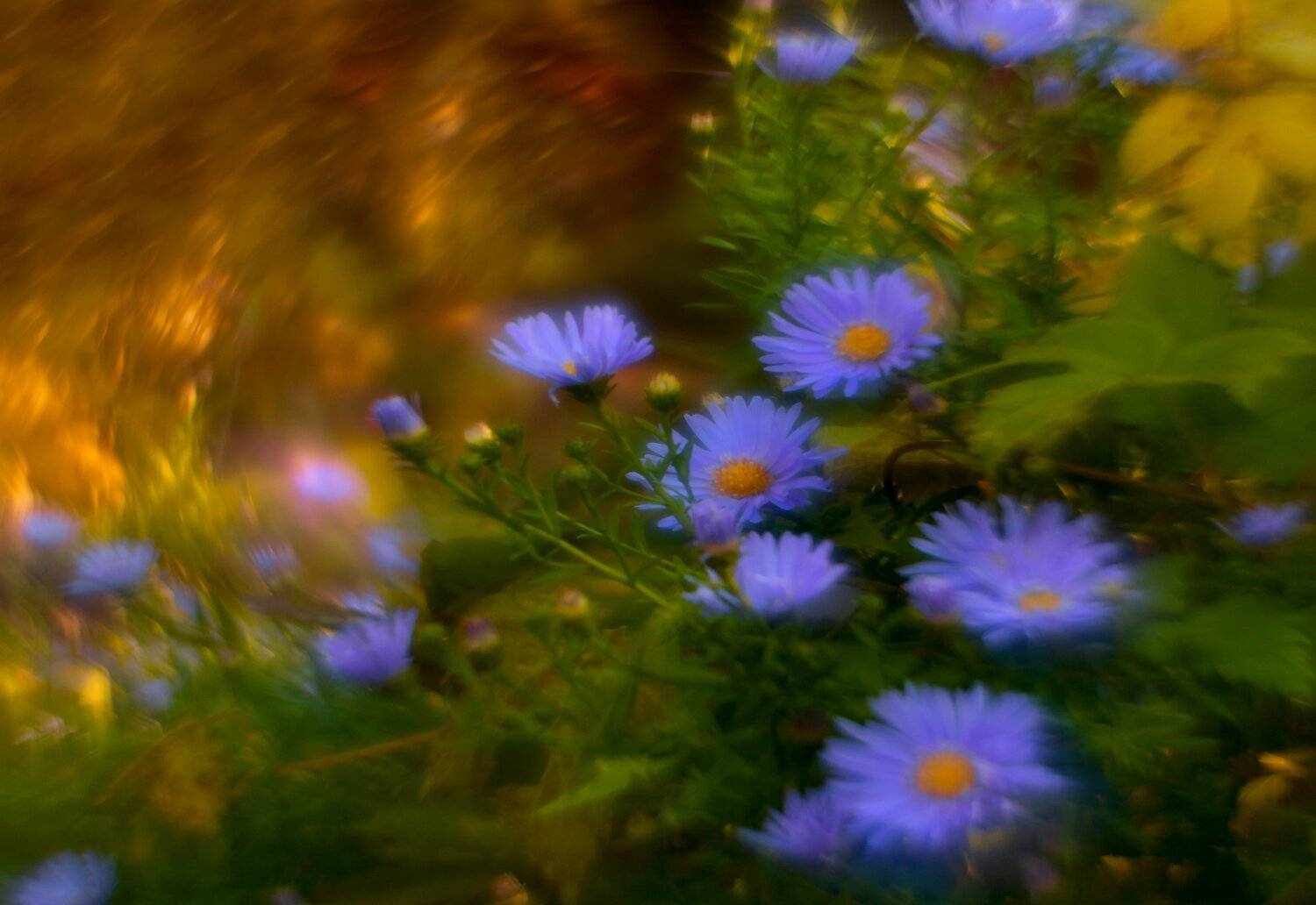 природа,беларусь,осень,цветы, Sixten ( Сергей )