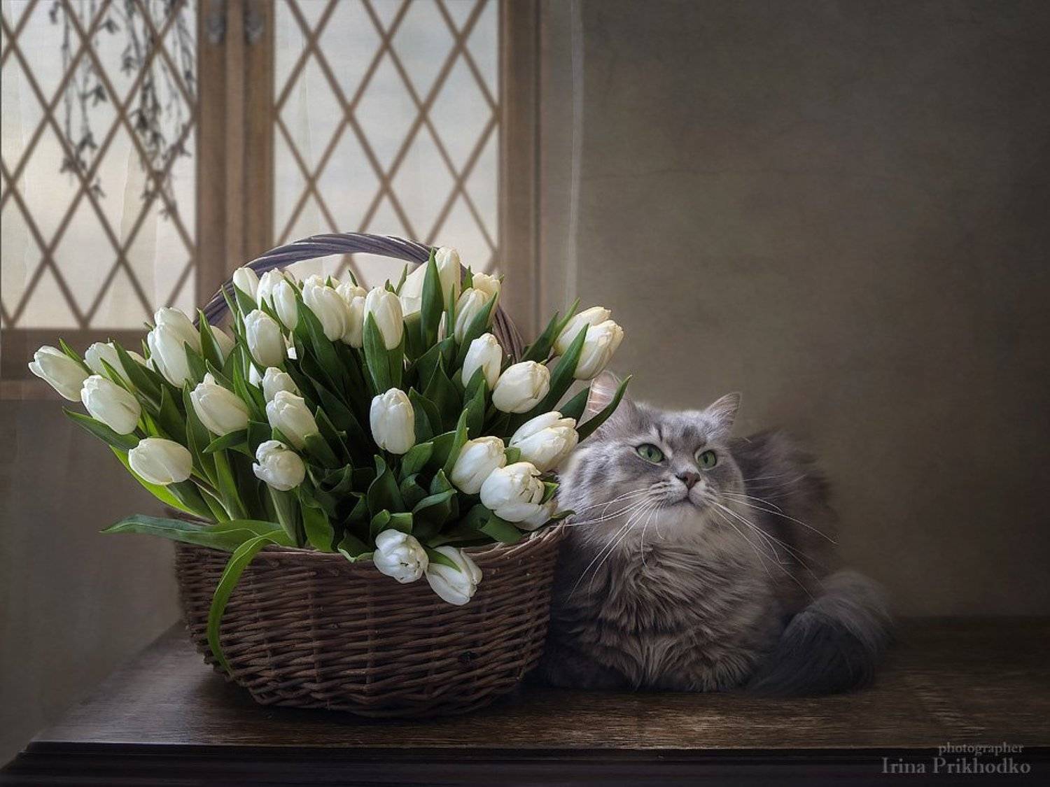 натюрморт, цветочный натюрморт, котонатюрморт, кошка Масяня, корзина тюльпанов, Ирина Приходько