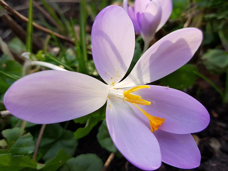 вот и весна ... фото превью