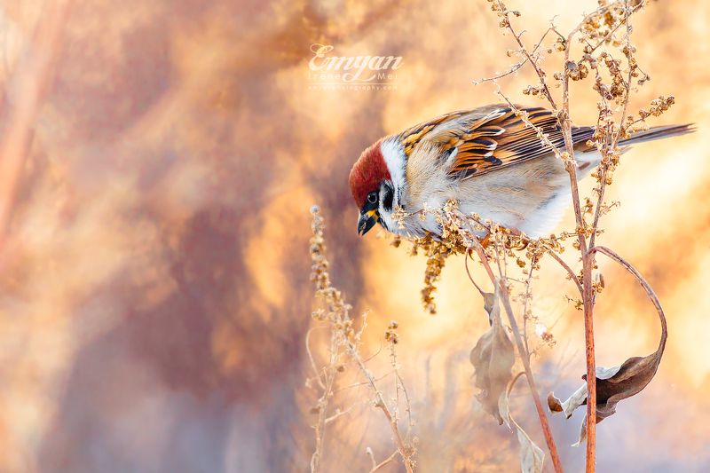 воробей полевой, птицы, животные, дикая природа, украина, харьков, закат, golden light, sparrow, eurasian tree sparrow, passer montanus, animals, wildlife, birds Зимние воробьи фото превью