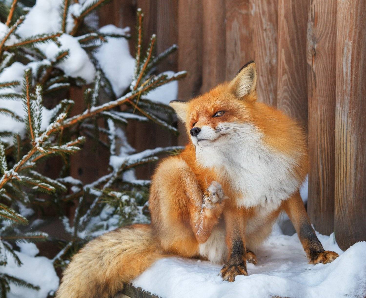 лиса, Олег Богданов