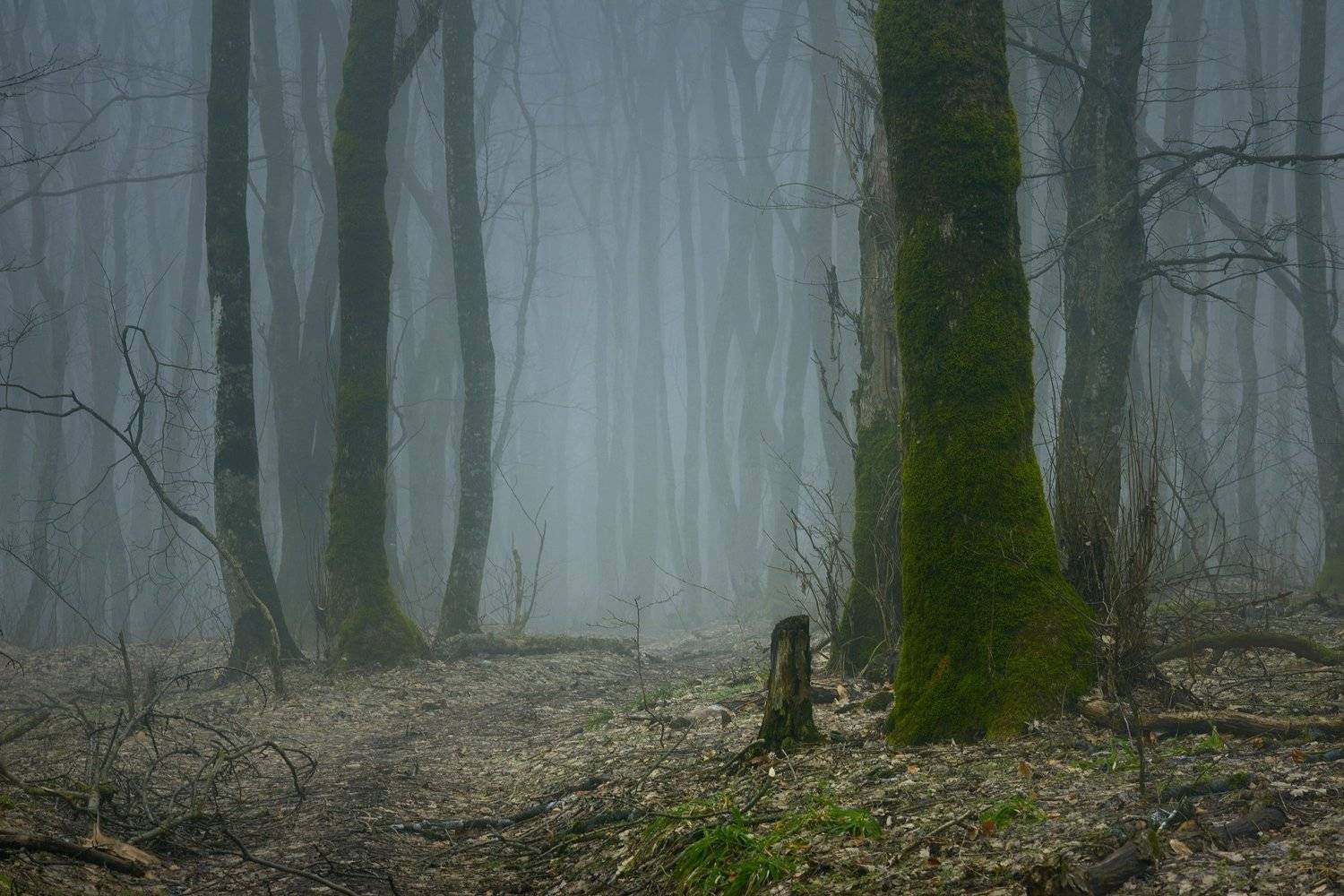 лес туман зима, Александр Жарников