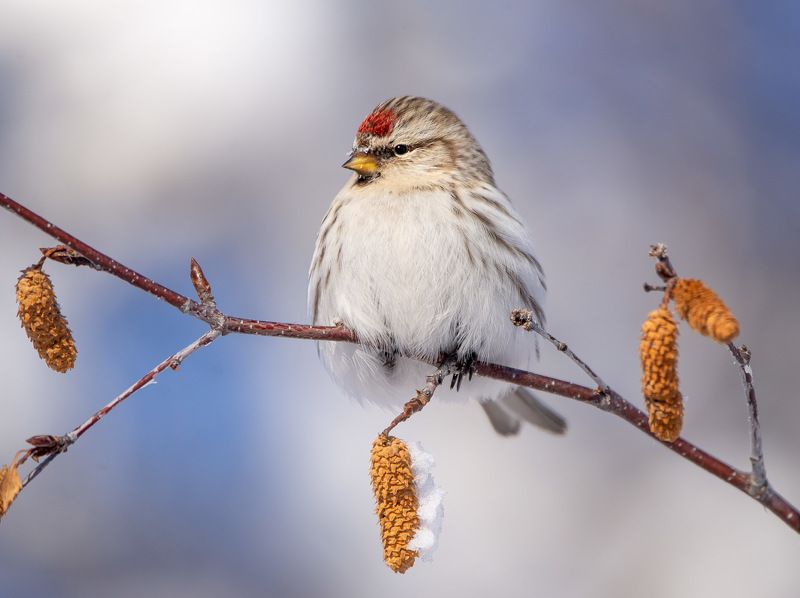 Первые признаки весны в Якутии фото превью