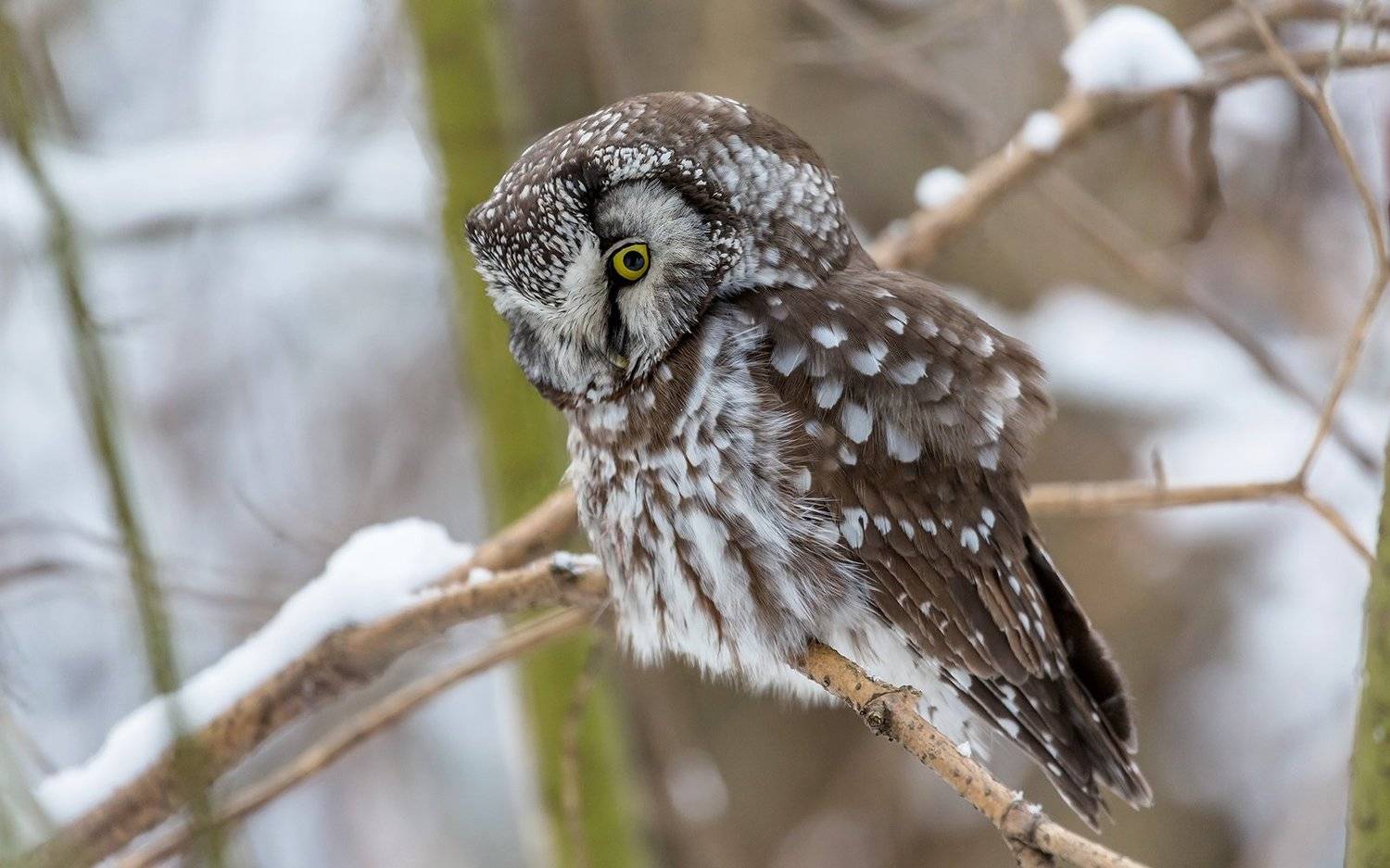 сова, сыч, сыч мохноногий, дикая природа, птица, орнитология, хищная птица, Victor Dubinkin