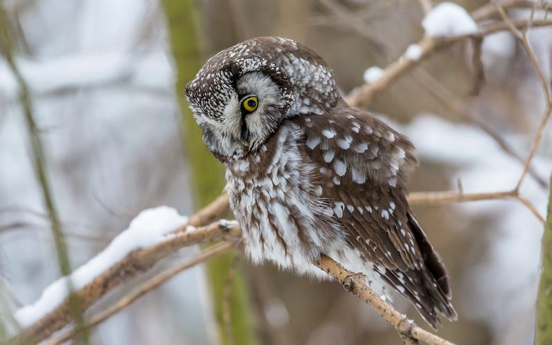 сова, сыч, сыч мохноногий, дикая природа, птица, орнитология, хищная птица Мохноногий сыч. фото превью