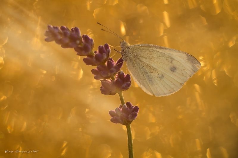 macro nature butterfly First Ray of Sun II фото превью