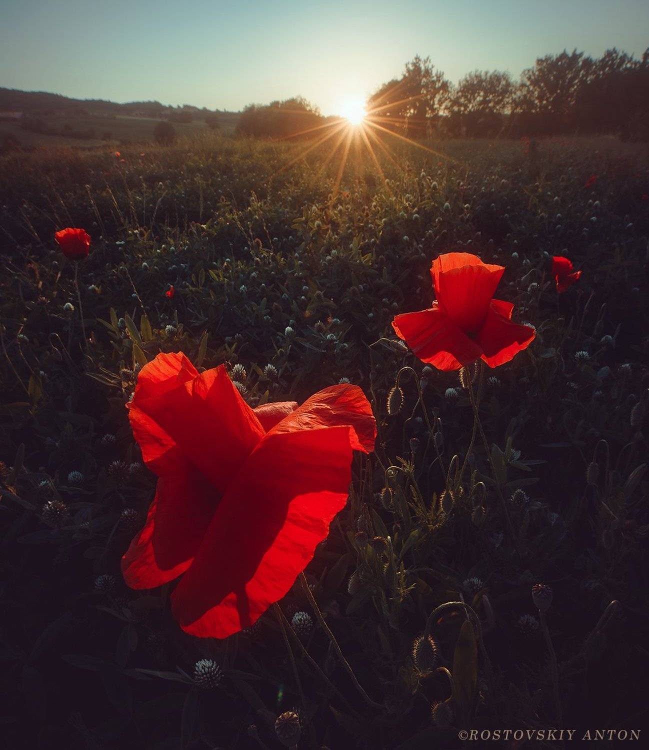 тоскана, фототур, май, маки, закат, фотопутешествие,, Антон Ростовский