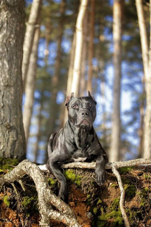 , Андрей Ершов