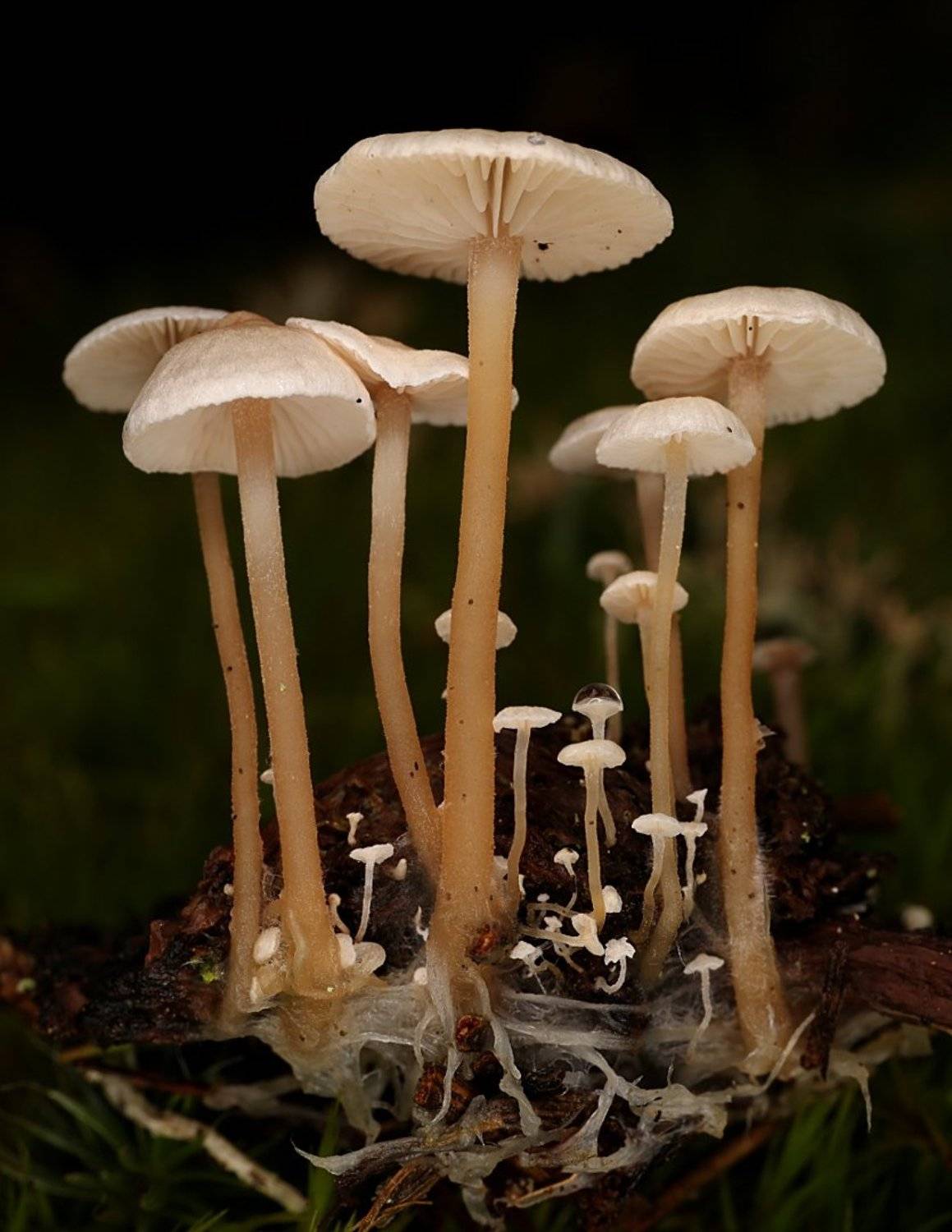 грибы, Александр Зорин