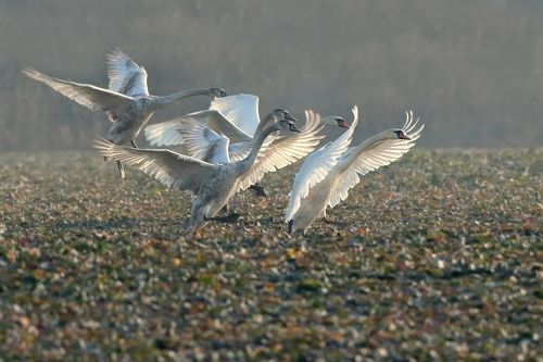 Cygnus olor