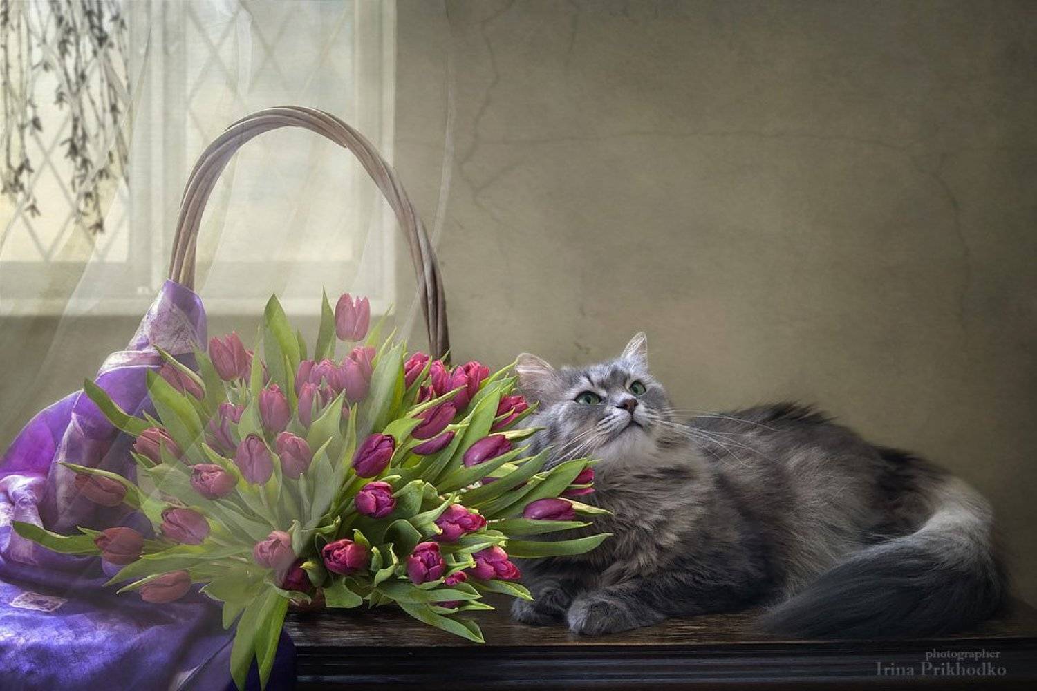 натюрморт, котонатюрморт, кошка Масяня, цветочный натюрморт, пурпурные тюльпаны, Ирина Приходько