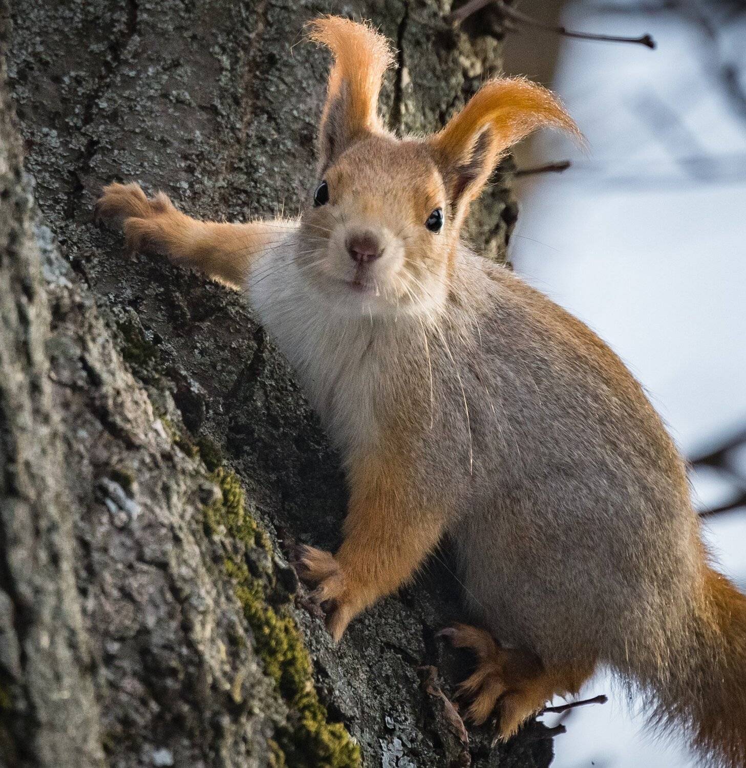 , Курлянцев Алексей