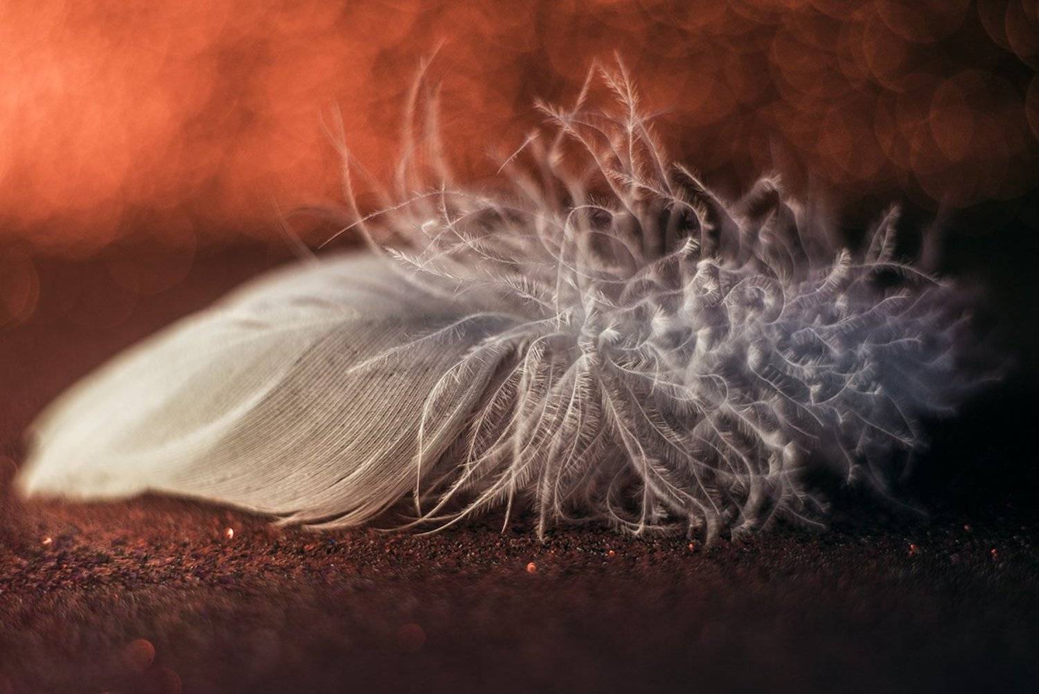 макро, макрофотография, боке, перо, Ксения Орлова