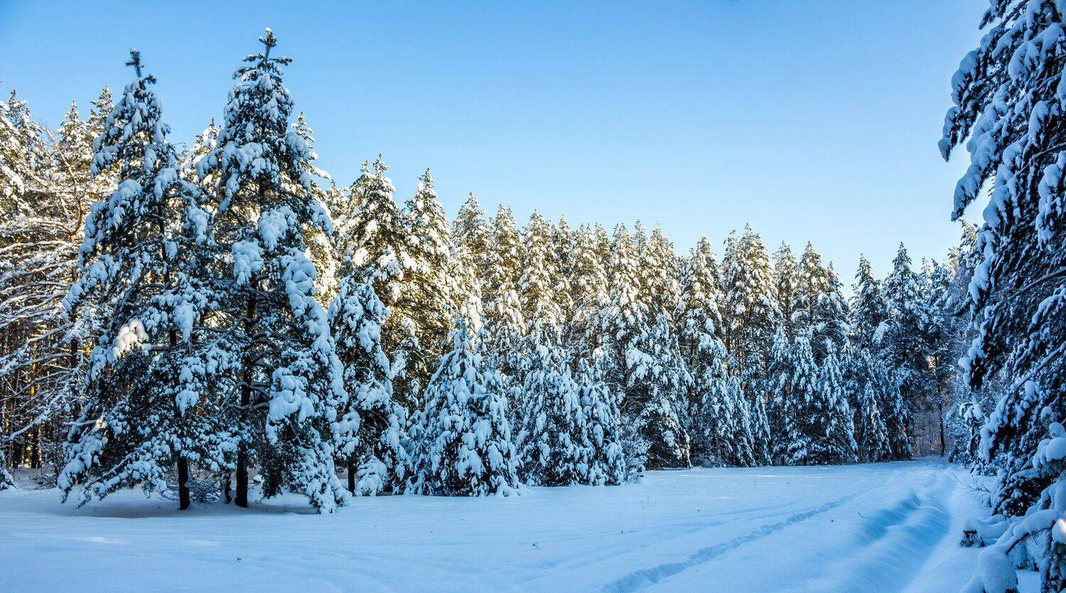 лес, зима, снег, заповедник, усмань, сосны, Руслан Востриков