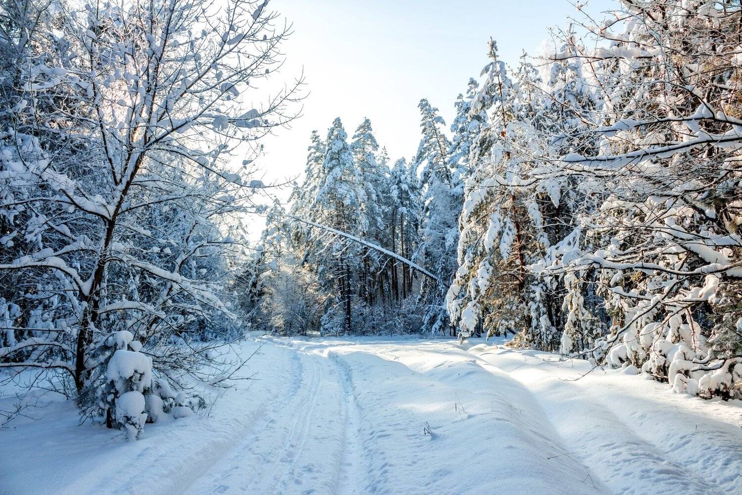 лес, зима, лыжня, снег, сосны, заповедник, усмань, Руслан Востриков