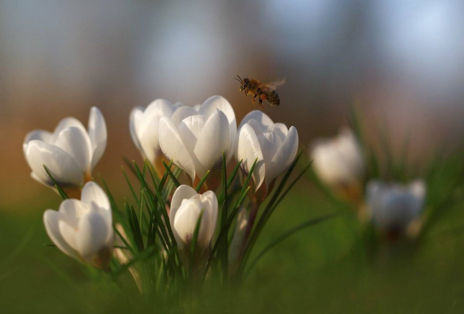 Парк,весна,цветы., Viktor Schneider