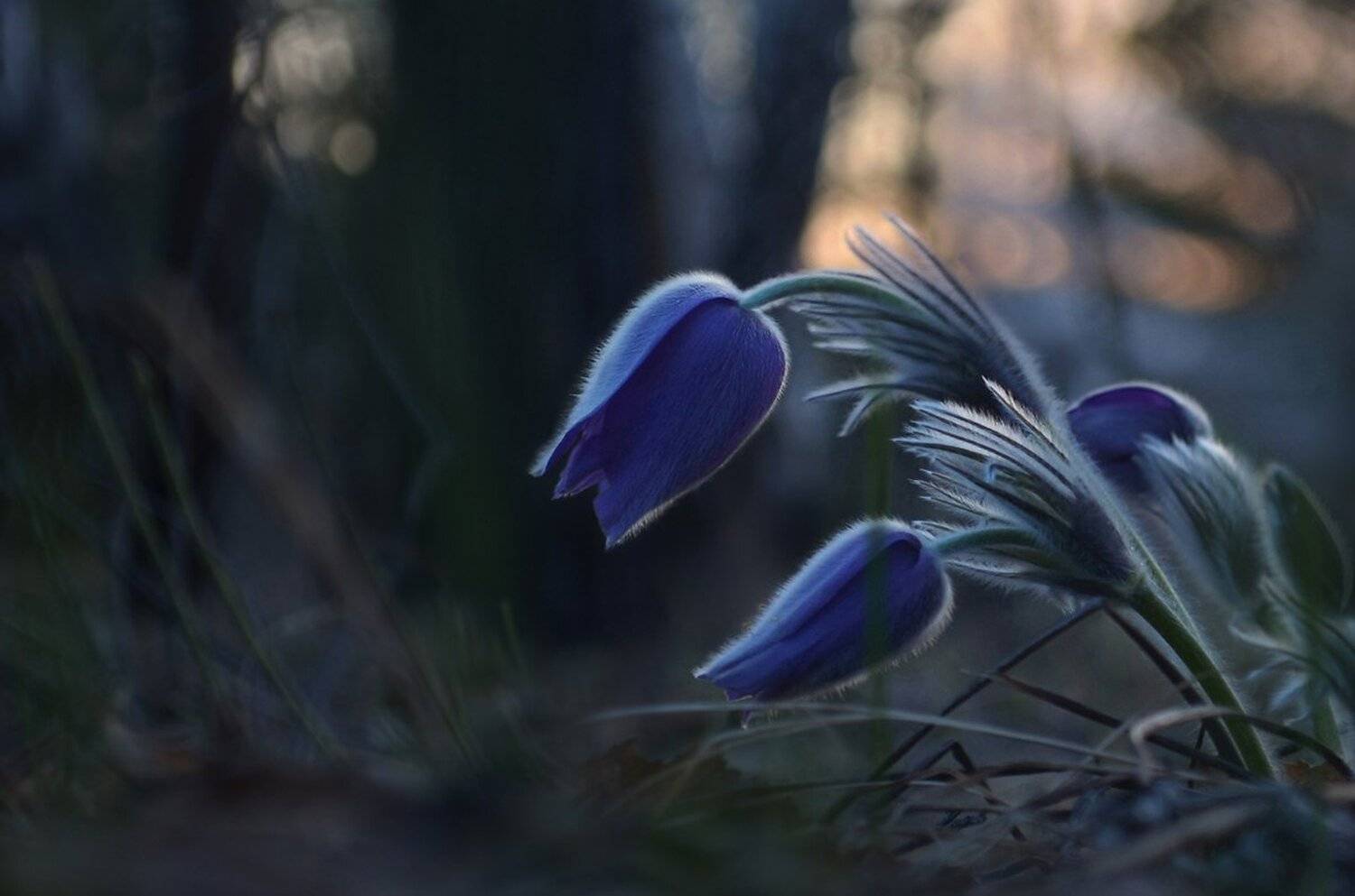 сон-трава, лес, сумерки, весна, холодный вечер, тишина, Irina Shapronova