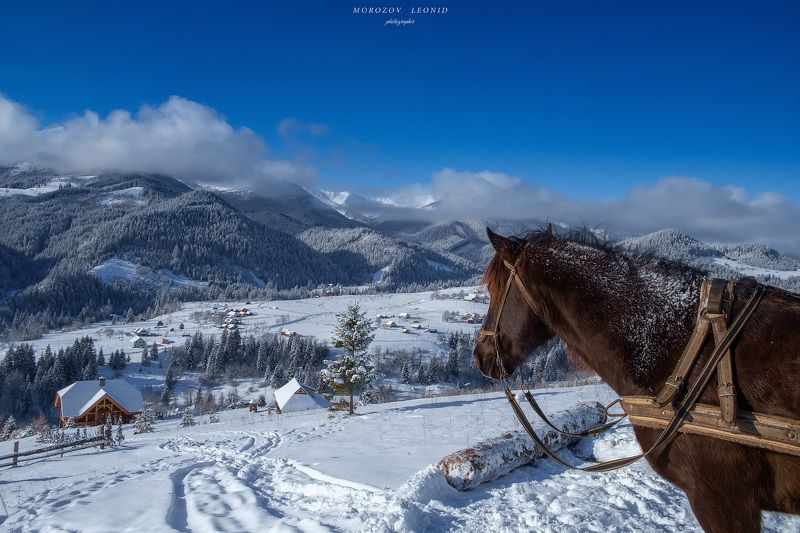 #landscape, #nature, #scenery, #forest, #wood, #autumn, #mist, #misty, #fog, #foggy, #river, #waterfall, #longexposure, #mountain, #vitosha, #bulgari, #aтуман, #лес, #oсень *** фото превью