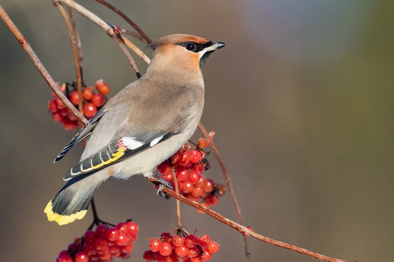 , Елена Давыдова
