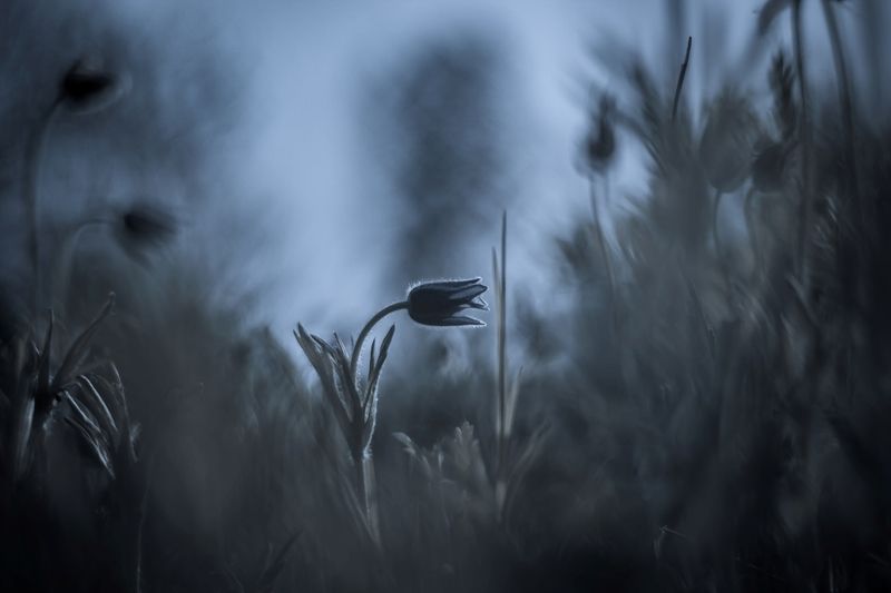 Даурская ночь... фото превью