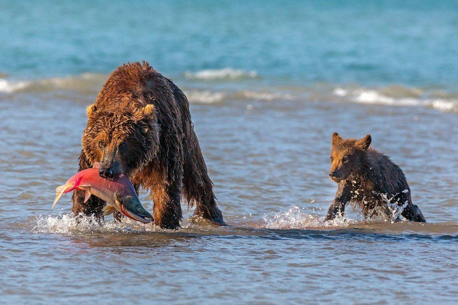 камчатка, медведь, лето, животные, природа, путешествие, фототур,, Денис Будьков