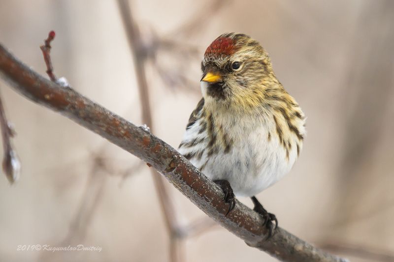 Чечётка фото превью