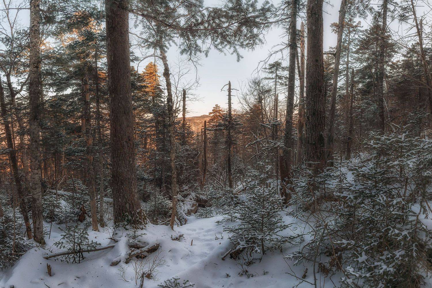 , Шинкарева Елена