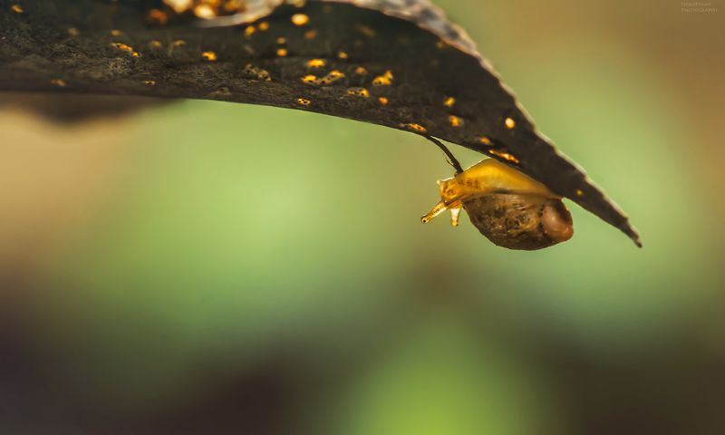 макро, природа, осень, улитка, янтарка, macro, nature, autumn, snail, *** фото превью