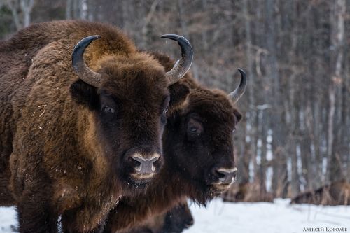 Хозяева леса