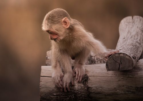 Задумчивая заинтересованность