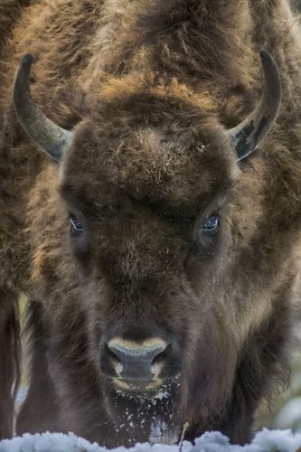 buffalo