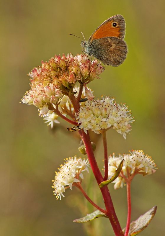 Сенница фото превью