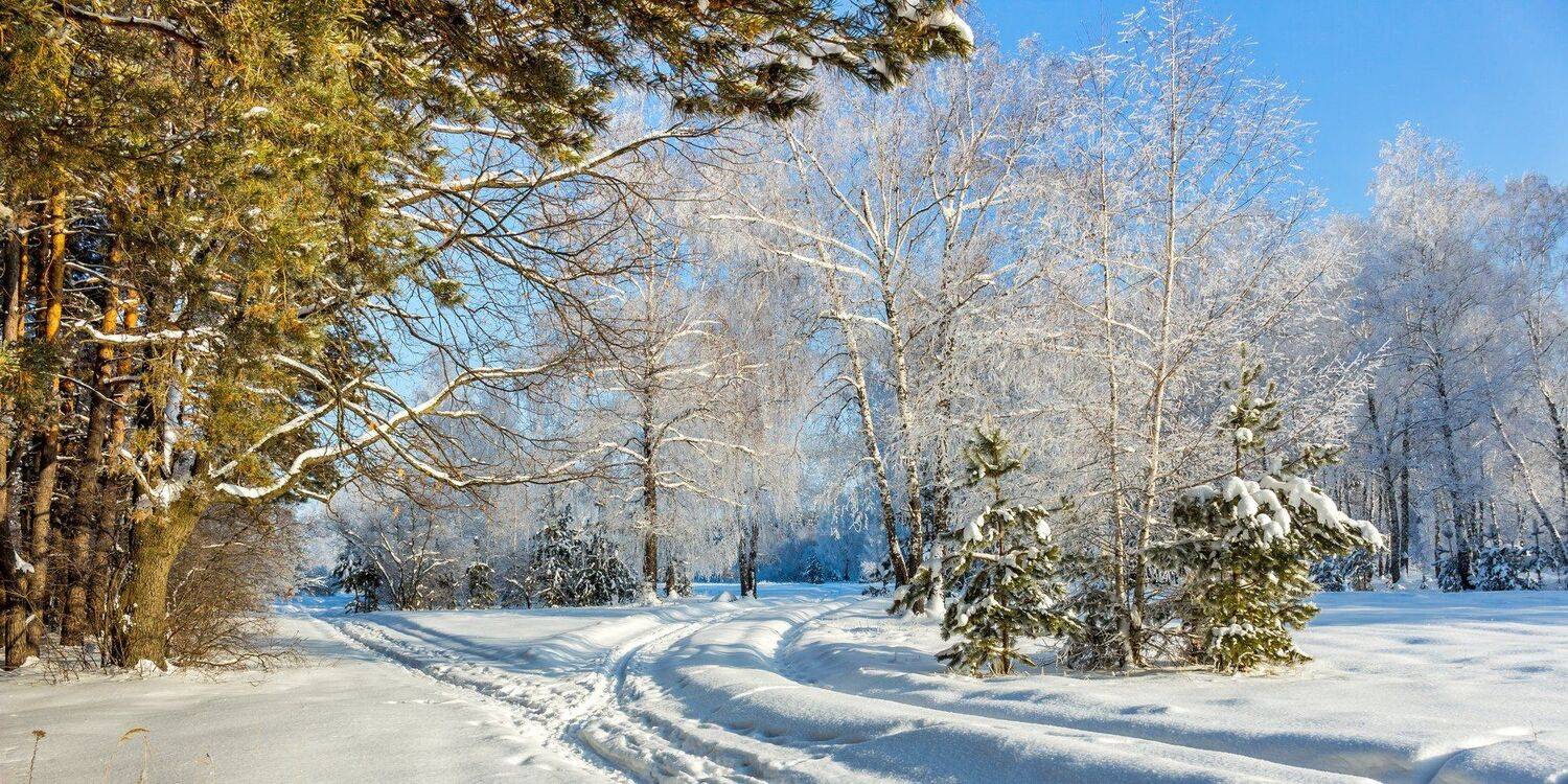 усмань, сосны, снег, рождество, мороз, лес, иней, зима, заповедник, берёзы, Руслан Востриков