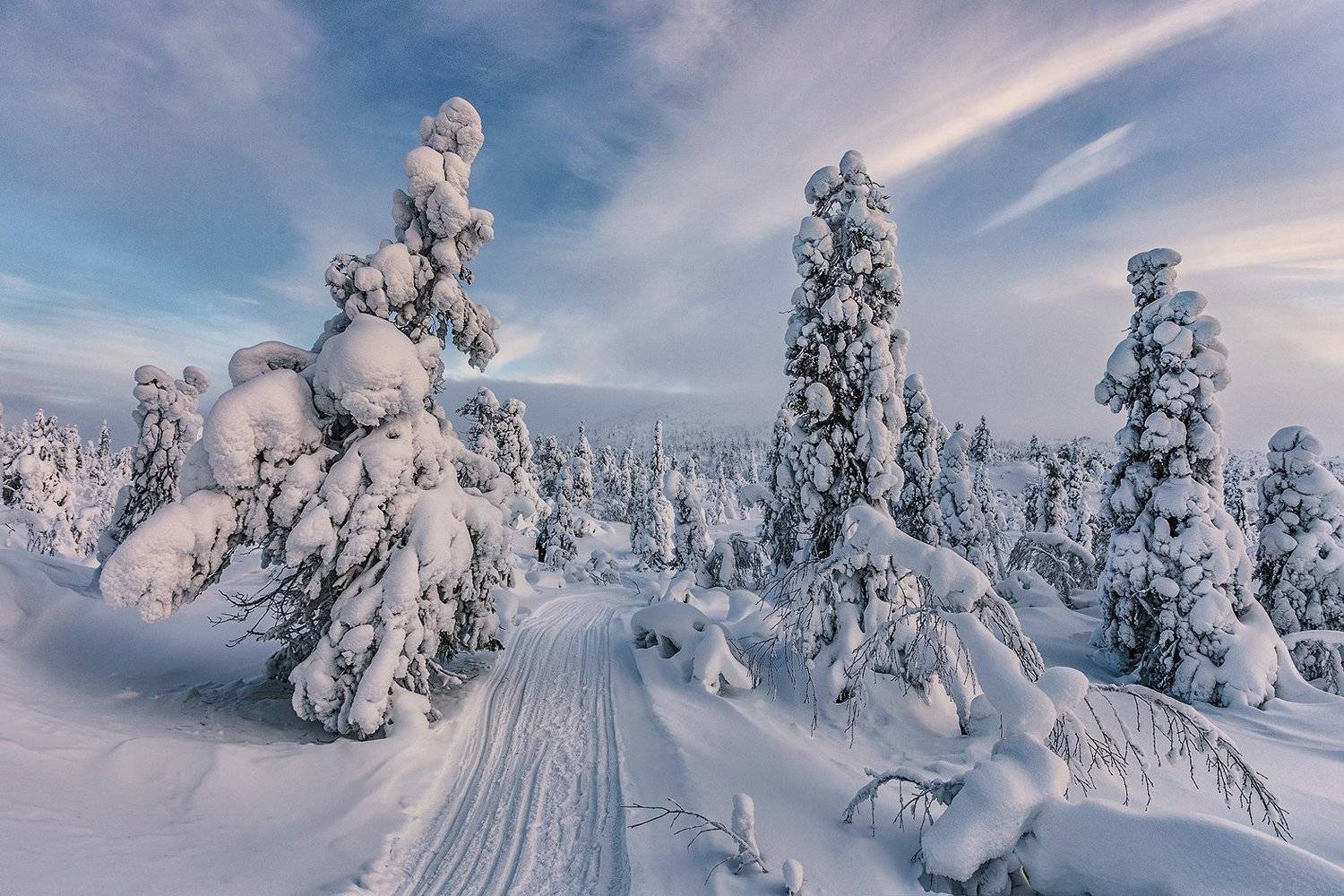 зима, снег, ели, кандалакша, Владимир Липецких